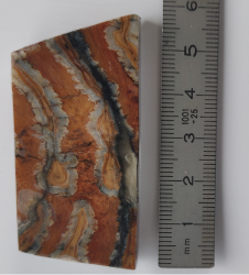 Molaire de mammouth environ50x25x8 mm