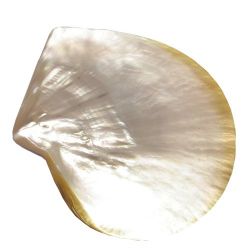 Coquille(s) en nacre blanche petit mod�le 12/13 cm, la pi�ce
