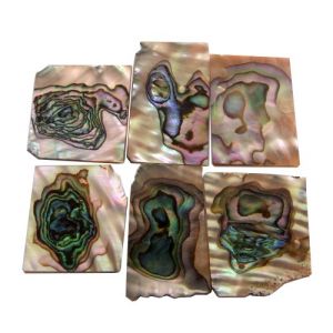 Green abalone plates ~30x20mm, 1.5 mm thick, 6 pieces (~35cm2)