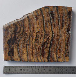 Molaire de mammouth environ105x60/100x10 mm