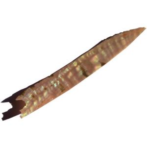 Petite Goldfish, tr�s belle couleur, 80 mm env, �p 0,8 mm 