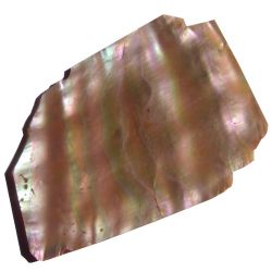 Plaque Goldfish trs belle couleur40 x  25 mm env, 1 mm