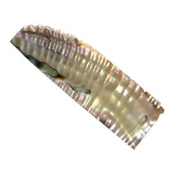 Plaque Abalone flamme 80 x  35 mm env, 1 mm