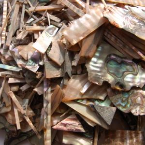 Green abalone scraps, 0.8 to 2mm thick, 50g