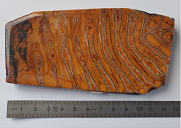Molaire de mammouth environ152x55x9 mm